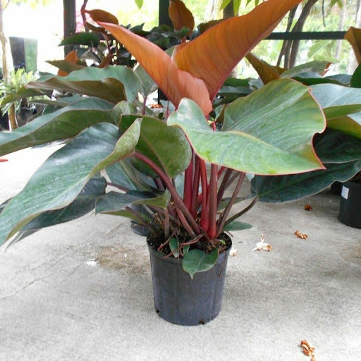 Red Congo Philodendron with vibrant foliage