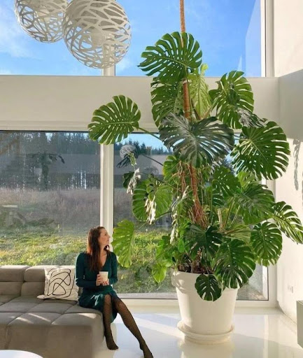 big monstera