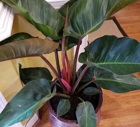 imperial red philodendron