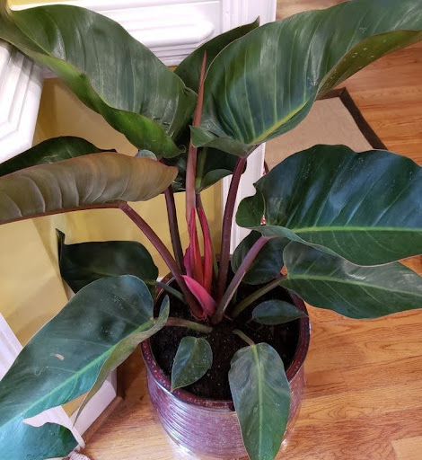 imperial red philodendron
