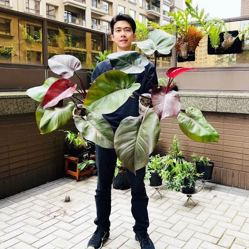 philodendron red